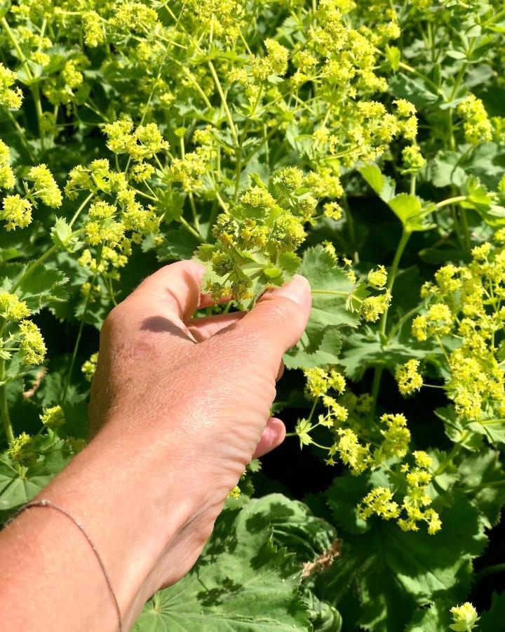 Loft In De Polder Leilighet Grootschermer Eksteriør bilde
